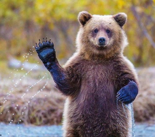 南阳小灰熊爆料事件最新,真相与争议交织的动物保护风波