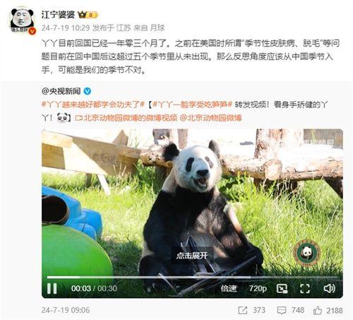 大熊猫YY最新爆料消息,揭秘神秘生活幕后故事